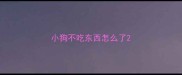 小狗不吃东西怎么了