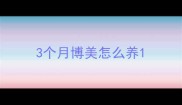 3个月博美怎么养