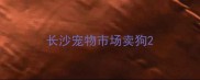 长沙宠物市场卖狗