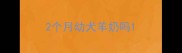 2个月幼犬羊奶吗