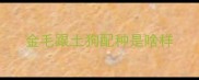 金毛跟土狗配种是啥样