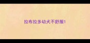 拉布拉多幼犬不舒服