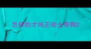 怎样的才纯正哈士奇狗