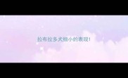 拉布拉多犬细小的表现