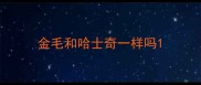金毛和哈士奇一样吗