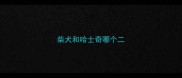 柴犬和哈士奇哪个二