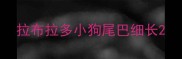 拉布拉多小狗尾巴细长
