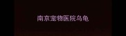 南京宠物医院乌龟