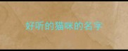 好听的猫咪的名字