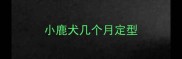 小鹿犬几个月定型