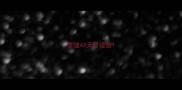 泰迪43天打疫苗