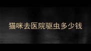 猫咪去医院驱虫多少钱