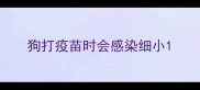 狗打疫苗时会感染细小