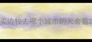 买边牧去哪个城市的犬舍看