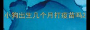 小狗出生几个月打疫苗吗