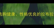 科学挑选指南如何正确选购健康性格优良的拉布拉多犬附赠养宠避坑清单
