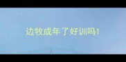 边牧成年了好训吗