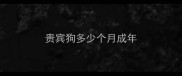 贵宾狗多少个月成年