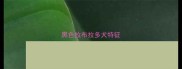 黑色拉布拉多犬特征