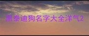 黑泰迪狗名字大全洋气