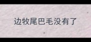 边牧尾巴毛没有了