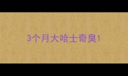 3个月大哈士奇臭