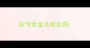 如何给金毛驱虫药