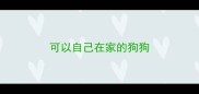 可以自己在家的狗狗