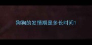 狗狗的发情期是多长时间