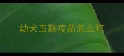 幼犬五联疫苗怎么打