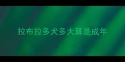 拉布拉多犬多大算是成年