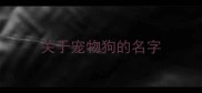关于宠物狗的名字
