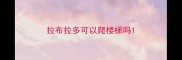 拉布拉多可以爬楼梯吗