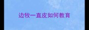 边牧一直皮如何教育