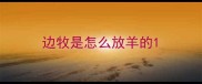 边牧是怎么放羊的
