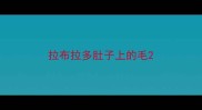 拉布拉多肚子上的毛