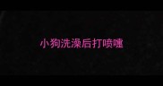 小狗洗澡后打喷嚏