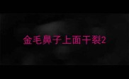 金毛鼻子上面干裂