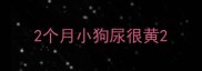 2个月小狗尿很黄