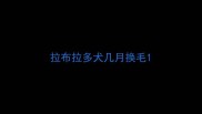 拉布拉多犬几月换毛
