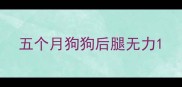 五个月狗狗后腿无力