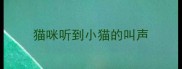 猫咪听到小猫的叫声