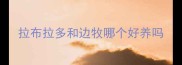 拉布拉多和边牧哪个好养吗