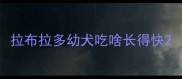 拉布拉多幼犬吃啥长得快