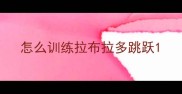 怎么训练拉布拉多跳跃