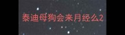 泰迪母狗会来月经么