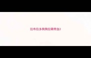 拉布拉多狗狗拉稀带血