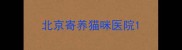 北京寄养猫咪医院