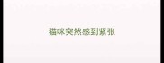 猫咪突然感到紧张