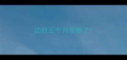 边牧五个月牙断了